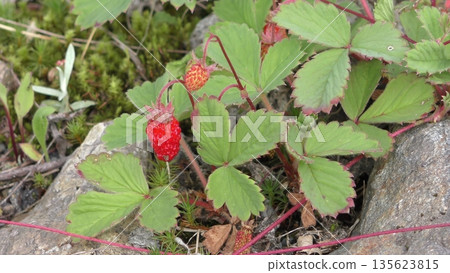 白花蛇草莓之花 白花蛇草莓之花 135623815