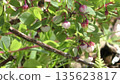 藍莓花 135623817
