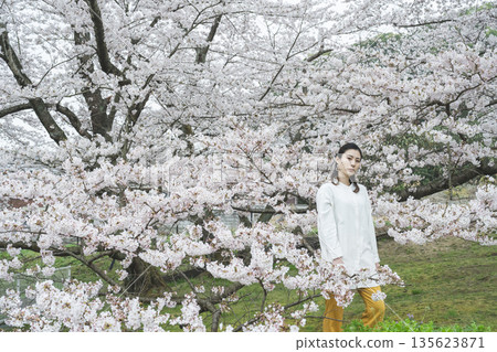 Cherry blossoms and a young woman 135623871