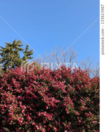 山茶花盛開。 山茶花盛開。 135623987