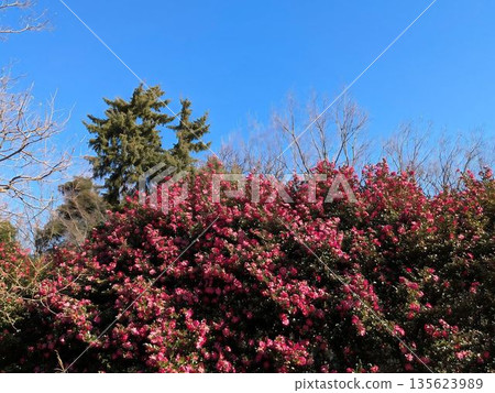 山茶花盛開。 山茶花盛開。 135623989