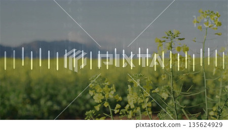 Showing yellow-flowering stalks in farmland, with mountain ridge and waveform overlay, copy space Showing yellow-flowering stalks in farmland, with mountain ridge and waveform overlay, copy space 135624929