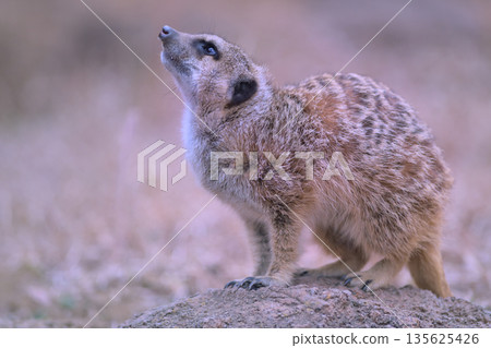 Meerkat is worried about birds flying in the sky 135625426