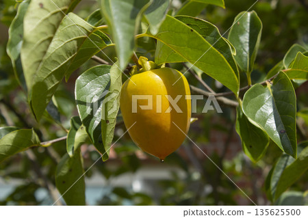 A persimmon tree with ripe orange fruit. A persimmon tree with ripe orange fruit. 135625500