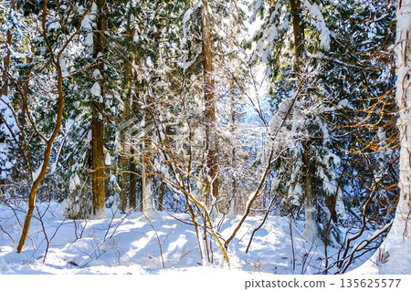 在白雪皚皚的森林裡 在白雪皚皚的森林裡 135625577