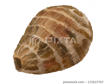 Illustration of a whole taro (pointed shape) 135625767