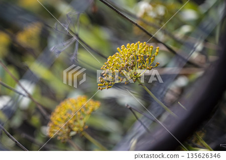 Bright floral display, Morning sunlight illuminates blossoms, Vivid yellow flower clusters on gentle plant stems in natural light 135626346