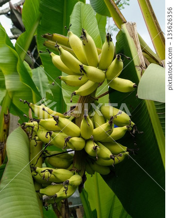 Bunch of Young Green Bananas Ripening on Tree in Tropical Plantation Bunch of Young Green Bananas Ripening on Tree in Tropical Plantation 135626356