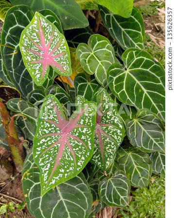 Caladium Bicolor and Anthurium Crystallinum Leaves in Tropical Shade Garden 135626357