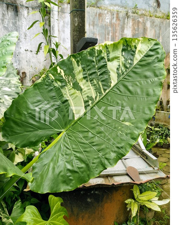 Large Variegated Elephant Ear Alocasia Plant Growing in Tropical Backyard 135626359