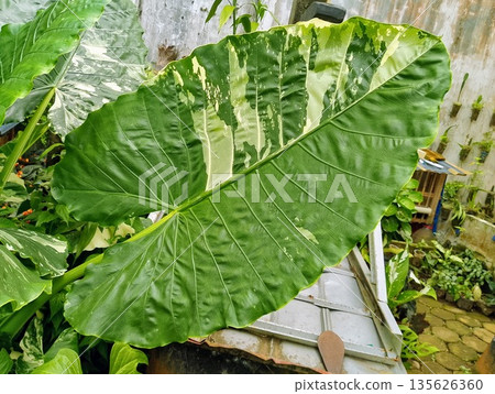 Variegated Alocasia Macrorrhiza Variegata Leaf Close Up in Tropical Garden 135626360