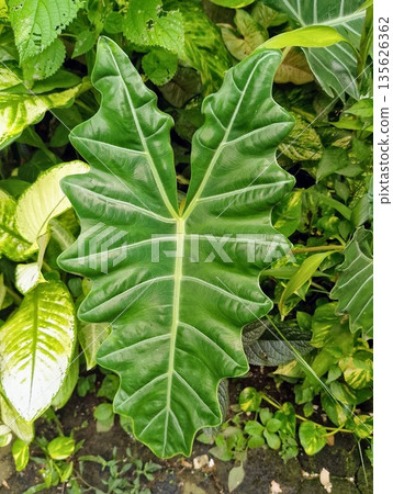 Alocasia Sanderiana Amazonica Leaf Close Up with Deep Green Texture 135626362
