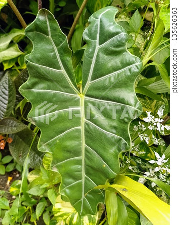 Close Up of Alocasia Amazonica Leaf with Prominent White Veins 135626363