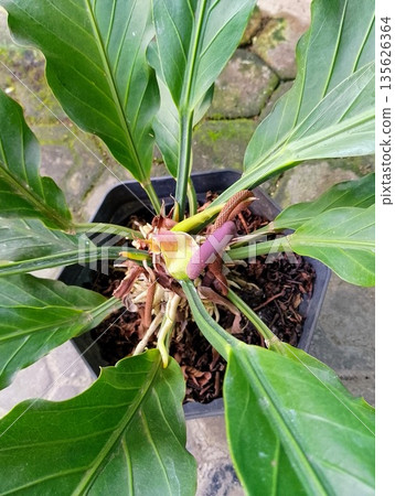 Anthurium Plowmanii Birdnest Anthurium Flower and Seed Spadix in Pot 135626364