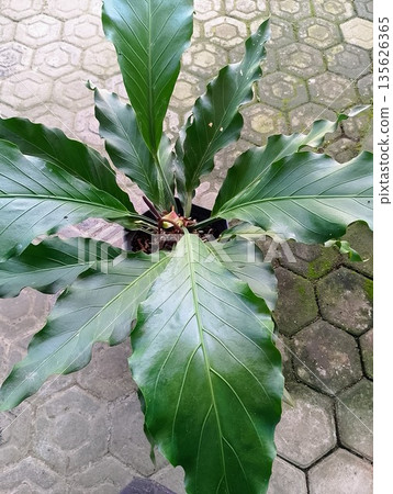 Large Anthurium Plowmanii Wave of Love Plant in Garden Setting 135626365