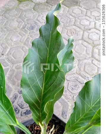 Large Green Leaf of Anthurium Plowmanii Wave of Love Plant Close Up 135626366