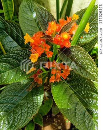 Orange Chrysothemis Pulchella Copper Leaf Flower with Yellow Blooms Orange Chrysothemis Pulchella Copper Leaf Flower with Yellow Blooms 135626368