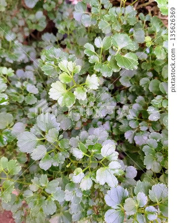 Geranium Aralia Polyscias Fruticosa Variegated Leaves Texture Background 135626369