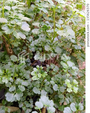 Ming Aralia Polyscias Fruticosa Green Foliage for Tropical Landscaping Ming Aralia Polyscias Fruticosa Green Foliage for Tropical Landscaping 135626370