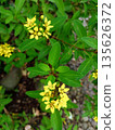Yellow Thryallis Galphimia Glauca Flowers in Sunlight Background 135626372