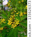 Tropical Gold Shower Bush Galphimia Glauca Flowers and Buds 135626373