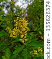 Blooming Gold Shower Plant with Bokeh Greenery Background 135626374