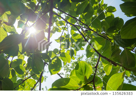 葉子 葉 樹葉 135626383
