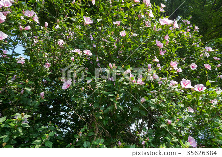 木芙蓉 花朵 花 135626384