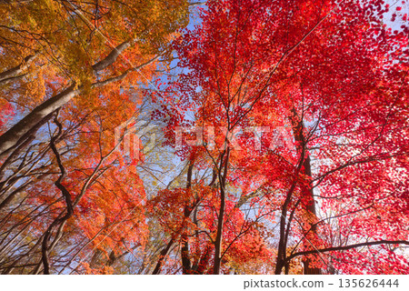 Autumn leaves on Mount Reisen and Kuregahata Road in Shiga Prefecture Autumn leaves on Mount Reisen and Kuregahata Road in Shiga Prefecture 135626444