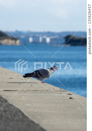 Hayama pigeons Hayama pigeons 135626457