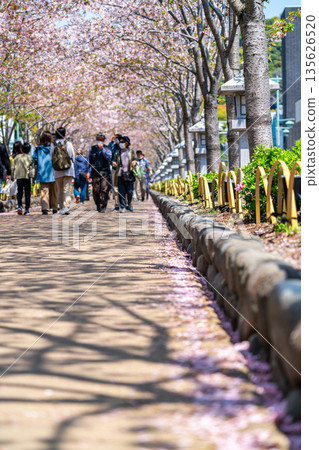 【神奈川縣】鎌倉的丹九頭,櫻花樹成排盛開,美不勝收。 【神奈川縣】鎌倉的丹九頭,櫻花樹成排盛開,美不勝收。 135626520