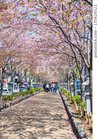 【神奈川縣】鎌倉的丹九頭，櫻花樹成排盛開，美不勝收。 135626521