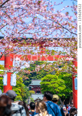【神奈川縣】鎌倉丹九頭櫻花盛開 【神奈川縣】鎌倉丹九頭櫻花盛開 135626522