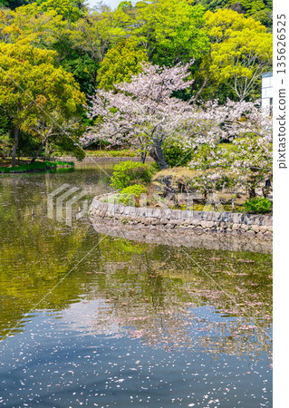 [Kanagawa Prefecture] Beautiful cherry blossoms blooming at Heike Pond at Tsurugaoka Hachimangu Shrine 135626525