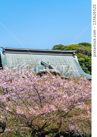 【神奈川縣】鎌倉建長寺櫻花盛開，美不勝收 135626528