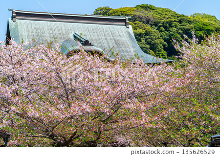 [Kanagawa Prefecture] Beautiful cherry blossoms blooming at Kenchoji Temple in Kamakura 135626529