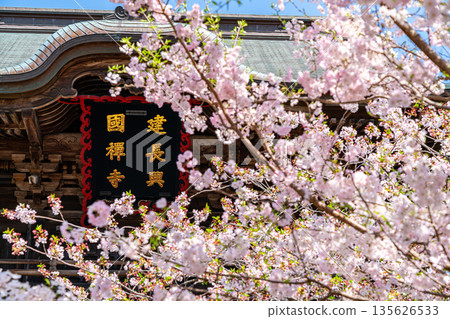 [Kanagawa Prefecture] Beautiful cherry blossoms blooming at Kenchoji Temple in Kamakura 135626533