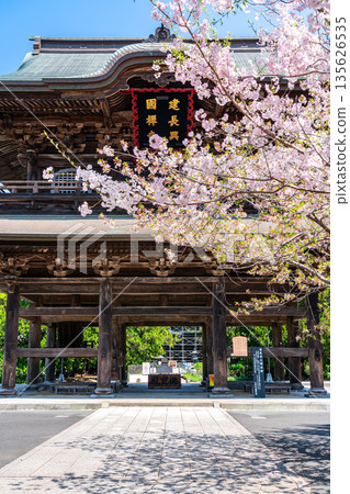 【神奈川縣】鎌倉建長寺櫻花盛開，美不勝收 135626535