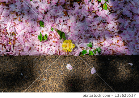 櫻花花瓣和蒲公英散落在我的腳邊 135626537