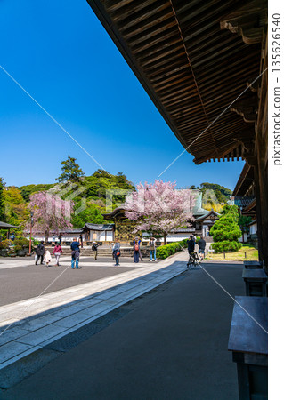 [Kanagawa Prefecture] Beautiful cherry blossoms blooming at Kenchoji Temple in Kamakura 135626540