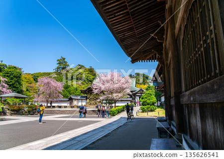 【神奈川縣】鎌倉建長寺櫻花盛開，美不勝收 135626541