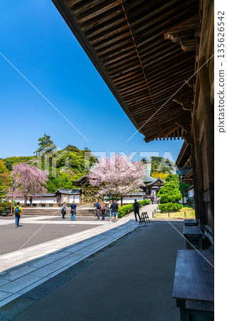 [Kanagawa Prefecture] Beautiful cherry blossoms blooming at Kenchoji Temple in Kamakura 135626542