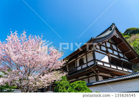 [Kanagawa Prefecture] Beautiful cherry blossoms blooming at Kenchoji Temple in Kamakura 135626545
