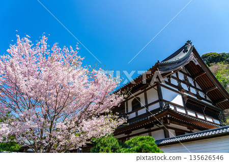 [Kanagawa Prefecture] Beautiful cherry blossoms blooming at Kenchoji Temple in Kamakura 135626546