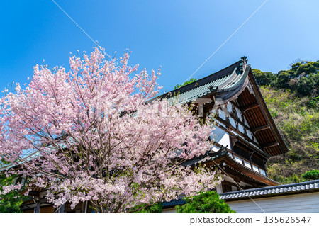 【神奈川縣】鎌倉建長寺櫻花盛開,美不勝收 【神奈川縣】鎌倉建長寺櫻花盛開,美不勝收 135626547
