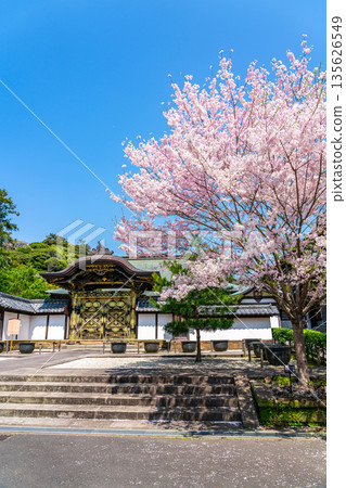 [Kanagawa Prefecture] Beautiful cherry blossoms blooming at Kenchoji Temple in Kamakura 135626549