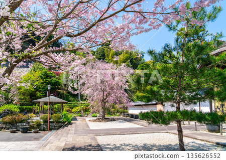 【神奈川縣】鎌倉建長寺櫻花盛開，美不勝收 135626552