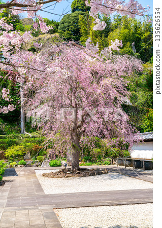 [Kanagawa Prefecture] Beautiful cherry blossoms blooming at Kenchoji Temple in Kamakura 135626554