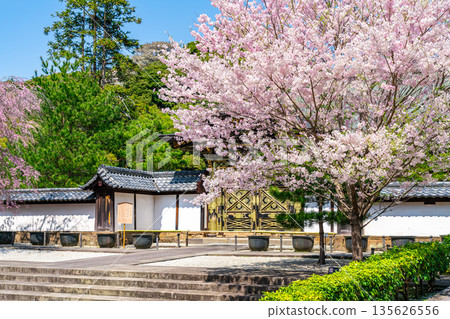 [Kanagawa Prefecture] Beautiful cherry blossoms blooming at Kenchoji Temple in Kamakura 135626556