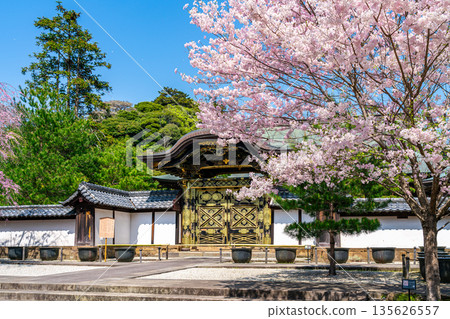 [Kanagawa Prefecture] Beautiful cherry blossoms blooming at Kenchoji Temple in Kamakura 135626557
